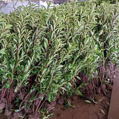 法國冬青基地批發、價格與園林綠化工程施工指南