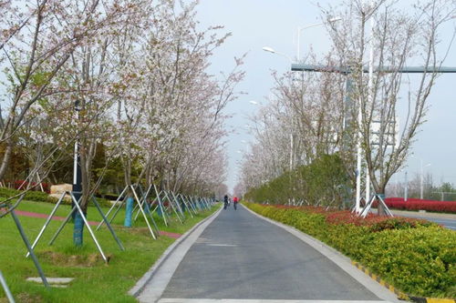 2019年蘇州市園林綠化示范工程 有軌電車1號線延伸線景觀綠化工程七標(biāo)段建設(shè)紀(jì)實(shí)